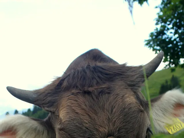 American cattle have been discovered to carry Avian Influenza.