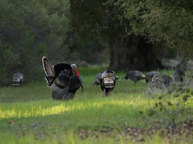 Researchers examine partridges for their potential role in controlling ticks using sophisticated...
