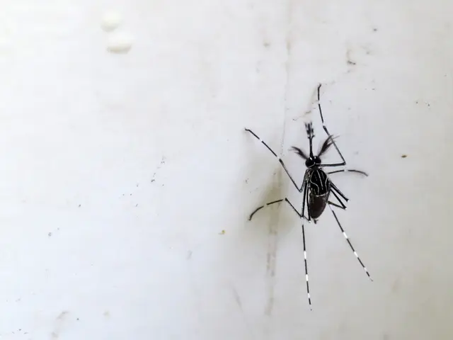 Heavy downpours in Calgary lead to a significant surge in mosquito-related complaints