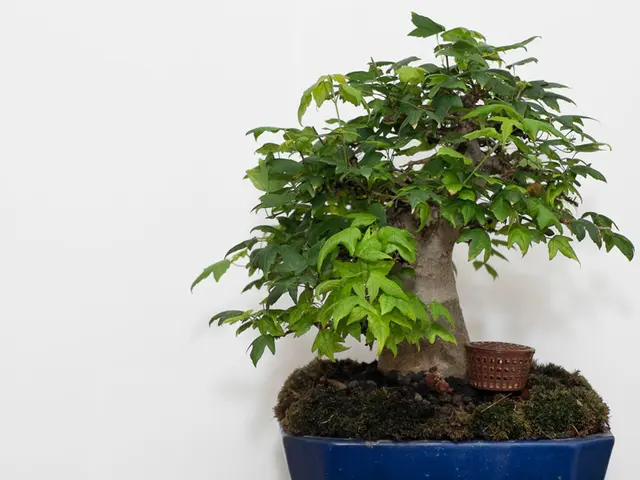 Impact of Bonsai Pruning: Delving into the Biological Responses