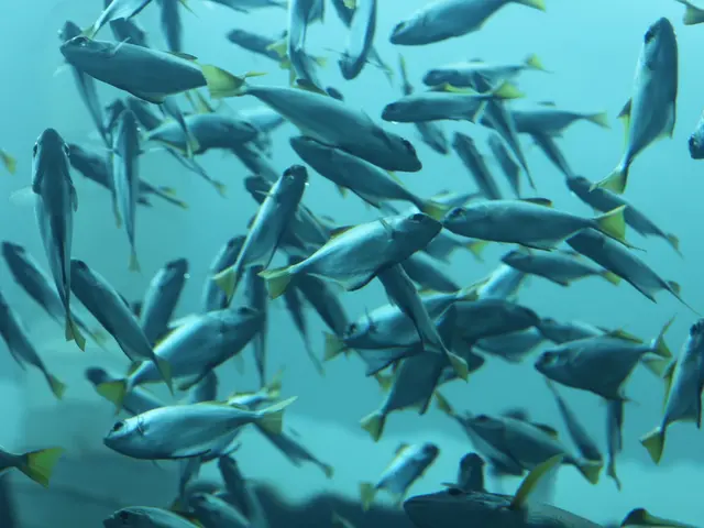 Unexplained fish deaths in Rodgau potentially linked to use of cleaning agents