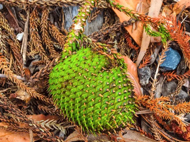 Degeneration of Stone Fruits, Specifically Brown Rot