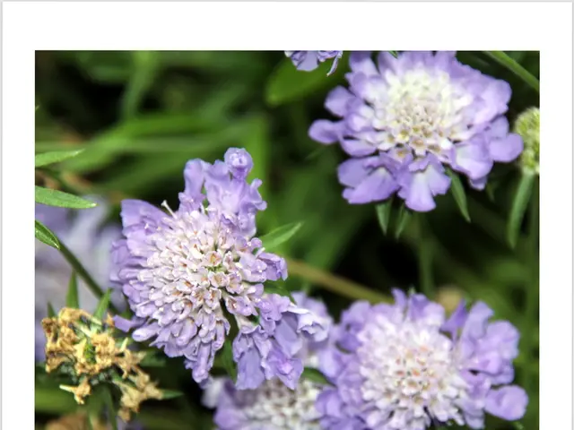 Brinjal Farming in Ramnagar Bhanta Yields High Profits after GI Tagging, Boosting Earnings