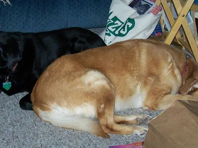 Topic on Canine Allergy Remedies: Selection and Additional Details