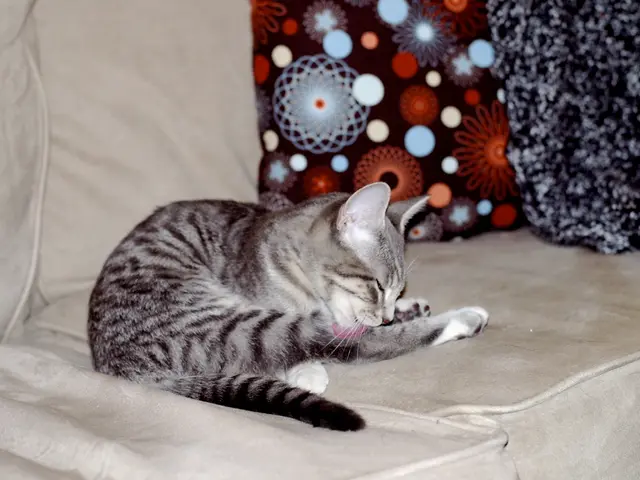 Domestic Feline Heat Relief: Creative Uses for Home Items