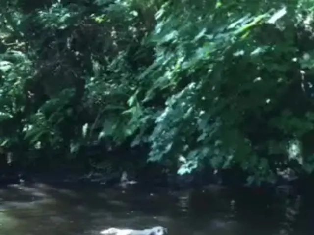 increased concerns surface over the safety of Venice's canal waters due to the rising number of dog...