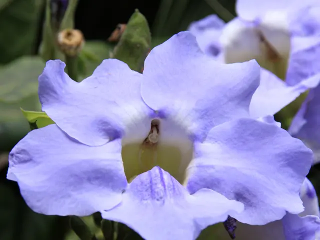 Enhancing Imagination Through Daily Morning Strolls