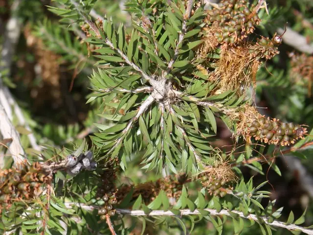 Ancient Himalayan Peach Variety, Smooth-Pit, Holds Hidden Medicinal Powers Untapped