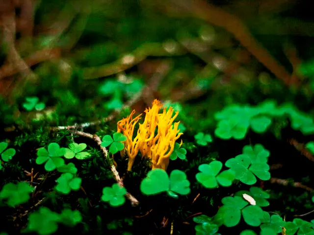 Plant Transfer to Soil: A Comprehensive Guide on Moving Seedlings