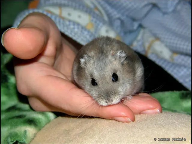 Genetically Modified Mice Born with Unconventional Paternity: China's Groundbreaking Discovery