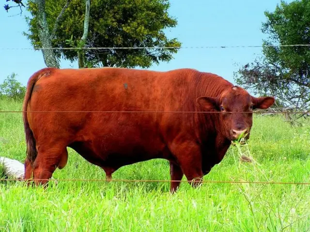 Barrier for controlling swine fever now set up.