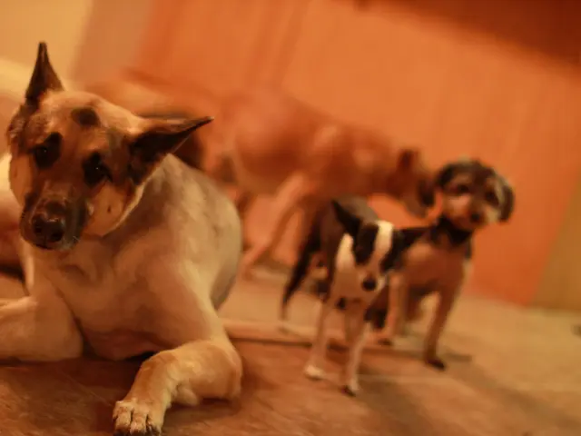 Genetic blindness in dogs may face elimination, following a novel test development