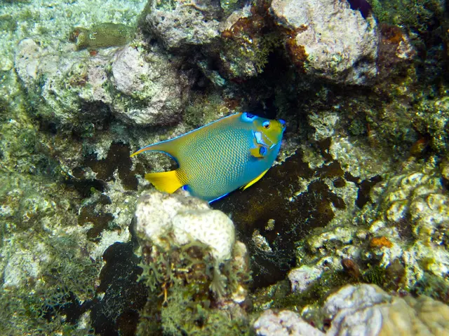 The Reef-World Foundation is seeking your assistance