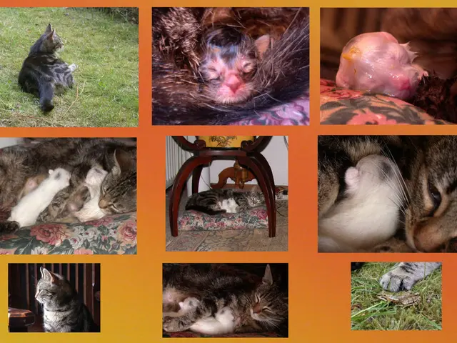 Prolongation of Lifespan for Large Canine Breeds Achievable with Emerging Drug