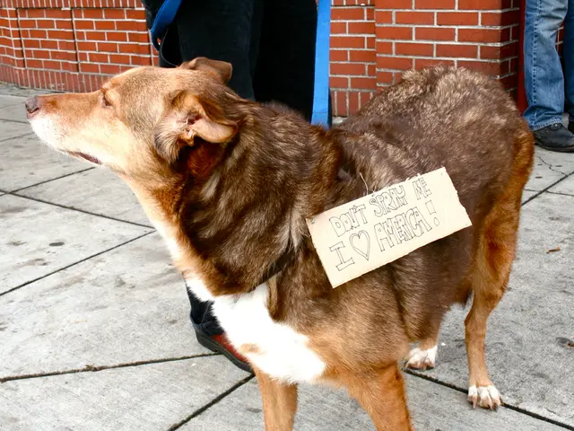 Postal Service in Grodets, Russia, faces a penalty after one of its employees was attacked by a dog...