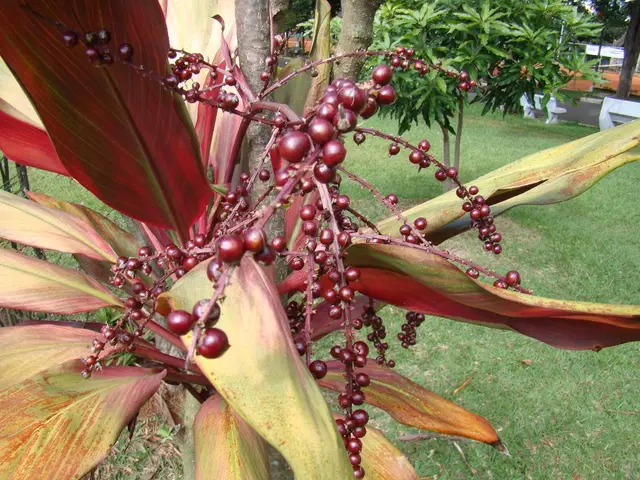 Wild Bush Plum, also known as Conkerberry, Offers Robust Growth and Great Opportunities for Indian...