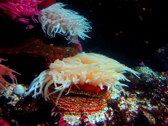 Funds Worth $4 Million Allocated for Fresh Coastal and Marine Ecosystem Renovation Initiatives