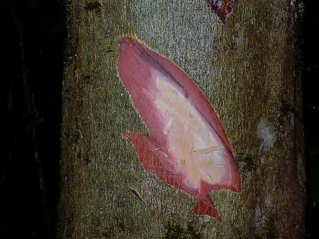 Researcher Transforms Human Skin Cells into Operational Neurons