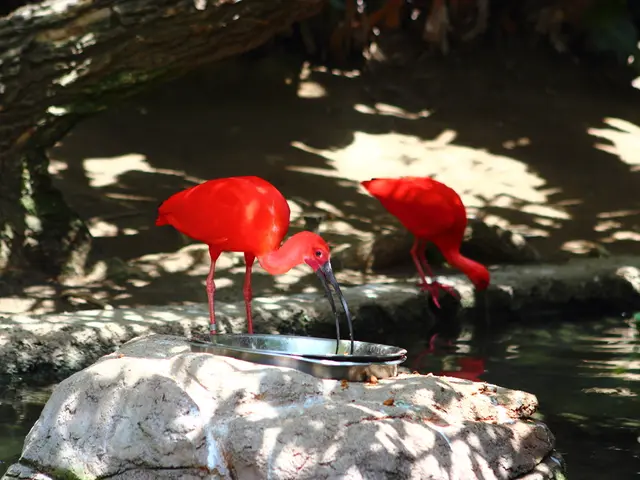 IBS potentially linked to back pain occurrence