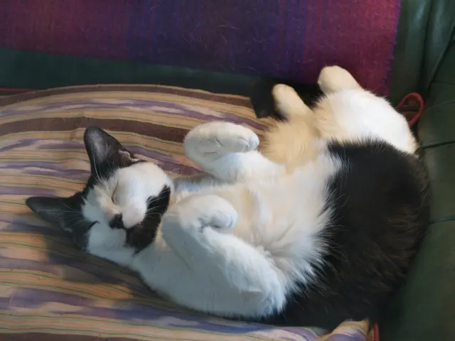 Differences, Treatments, and Prognosis between Ventricular Tachycardia and Supraventricular...