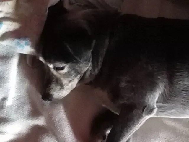 Treatment of Late-Stage Lyme Disease via Hyperbaric Oxygen Therapy (HBOT)