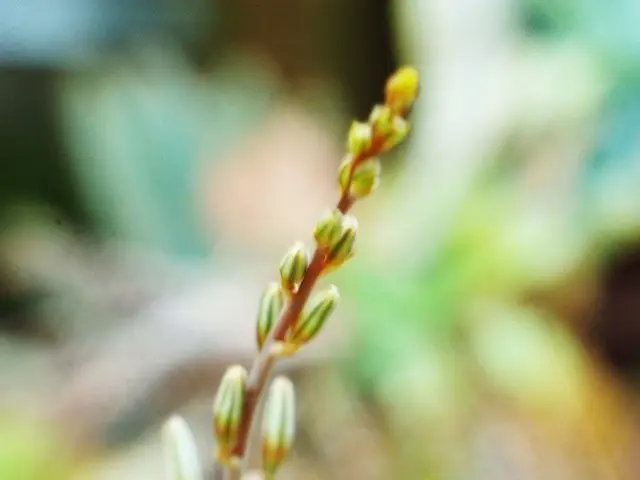 Harvesting and Utilizing Self Heal: Tips and Applications