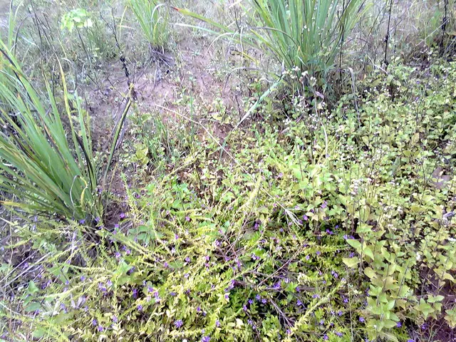 Researchers believe they've discovered a hidden celestial body beyond Neptune, which they've...