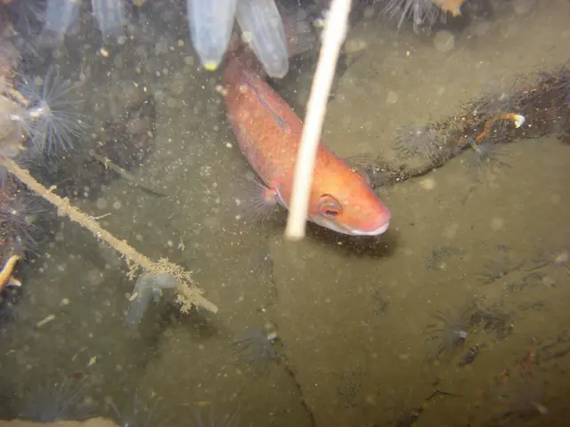 Algae-based fish alternatives: Do they effectively provide iodine?