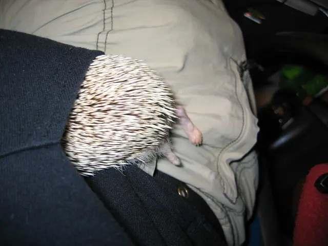 Exploring Extensive Pet Insurance Policies: A Detailed Overview