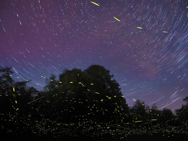 Forest therapy guide professionals are formally recognized by the named agency.