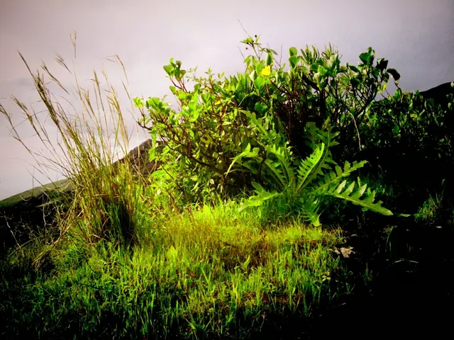 Grasses and ambrosia are causing discomfort for allergy sufferers today, as pollen counts soar in...