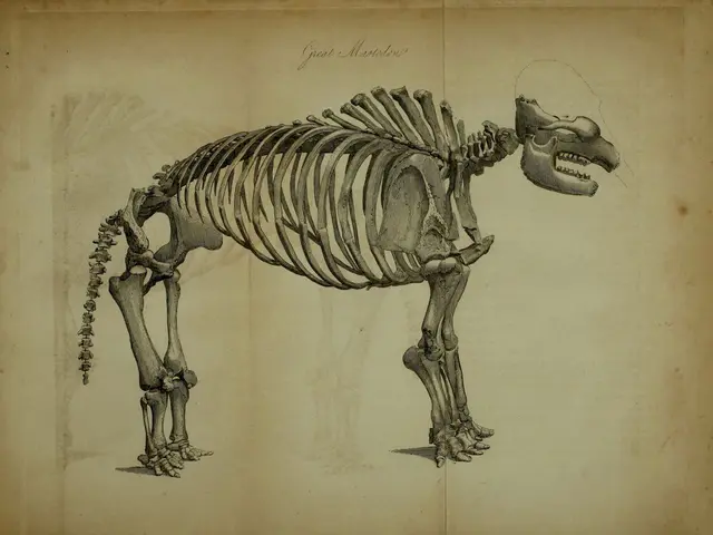 The fossilized remains of ancient creatures offer intriguing insights into the evolution of wolves...