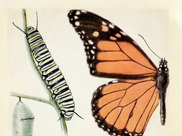 This is a paper, in this image there are butterflies and some worms and there is text.