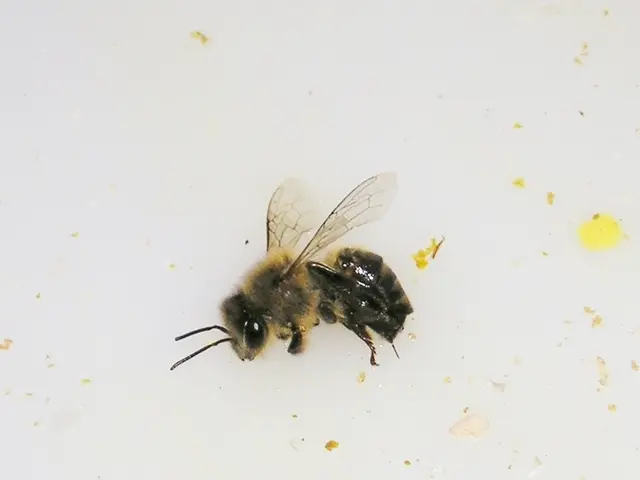 In this image there is an insect.