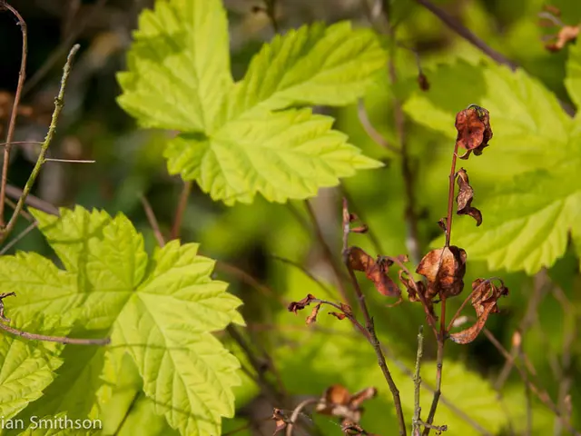 In this image we can see atoms with dried leaves. Also there are stems with green leaves. At the...