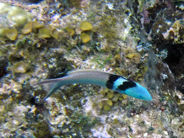 In this image I can see a blue and black colour fish in the front. In the background I can see sea...