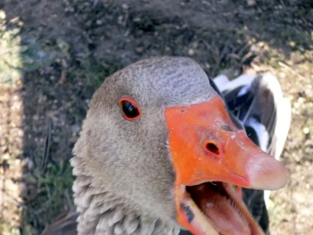 In this image there is a duct which opens its mouth. At the bottom there is ground on which there...