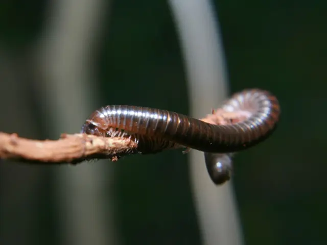 In this picture, there is a worm on the stem.