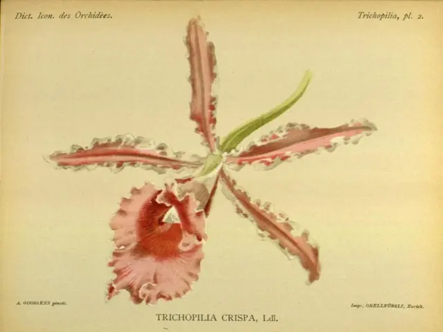 This image contains a painting. Middle of the image there is a flower having petals. Bottom of the...