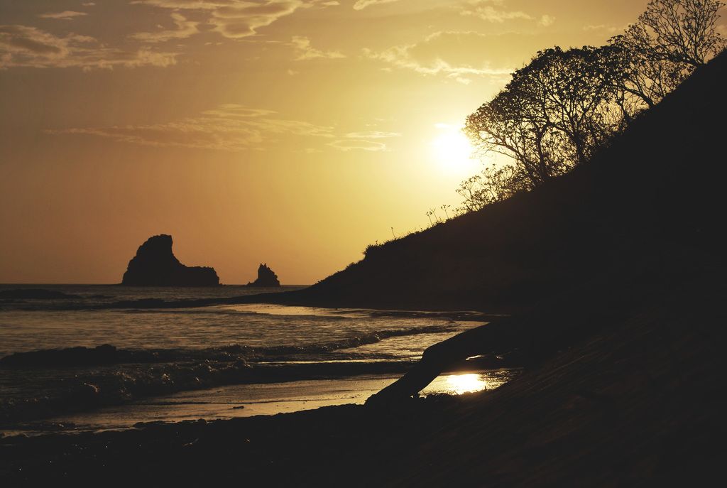 Domestic potatoes face threat from the plant disease Stolbur, as evident in recent photographs.