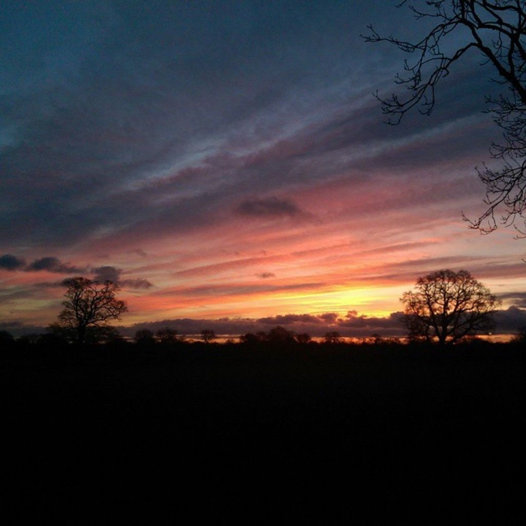 Annually, small caterpillars infiltrate boxwoods, prompting garden centers in Bielefeld to offer...